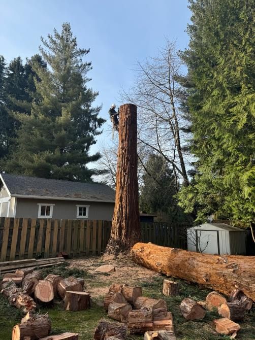 a man is cutting a tree with a chainsaw