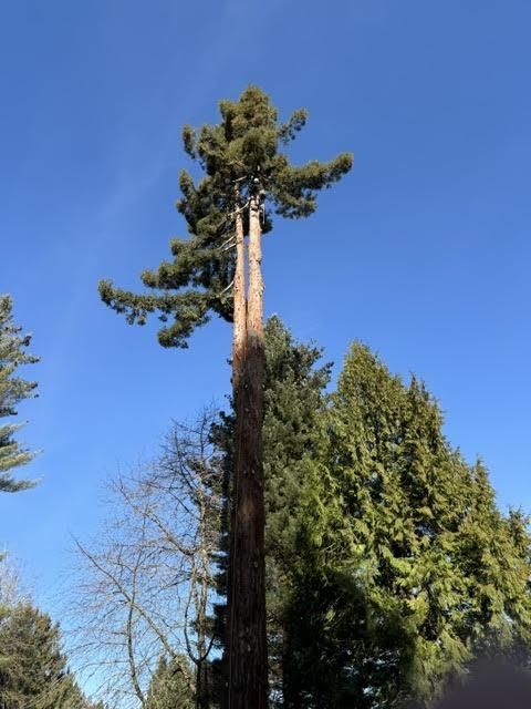 a person is cutting a tree branch with a pair of scissors