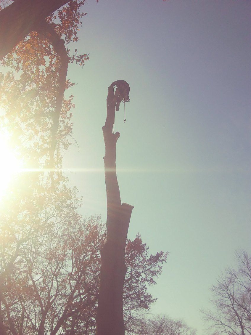 Tall tree silhouette against a bright sunlit sky with lens flare and bare branches