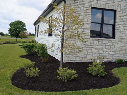 Landscaped corner of a white stone house with black windows and mulched shrubs under a young tree.