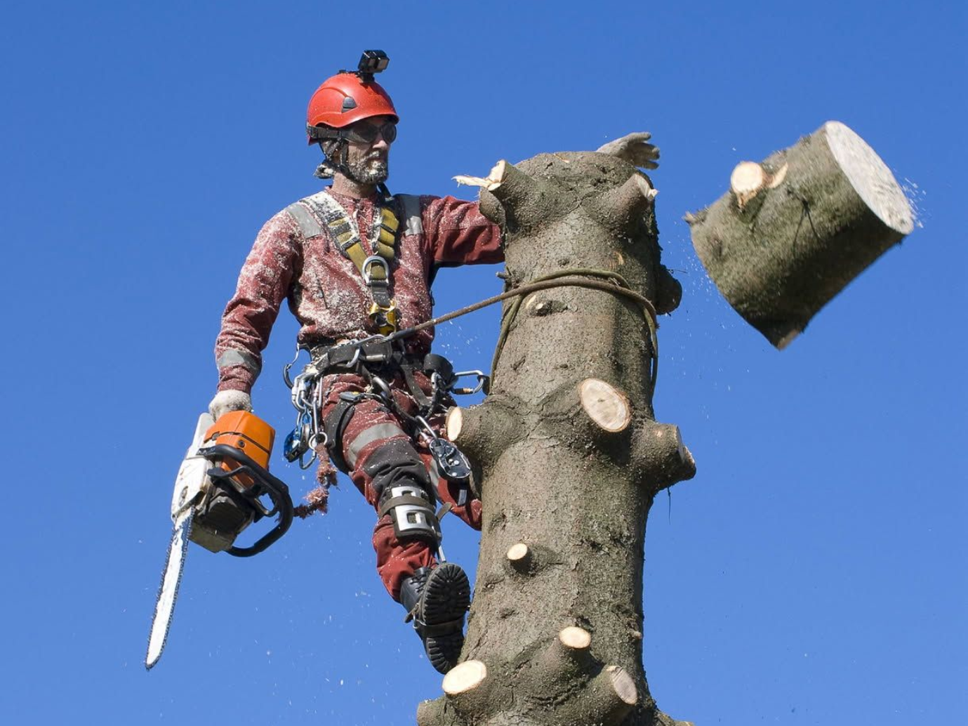 Arborist in safety gear trimming a tree branch with a chainsaw against a blue sky