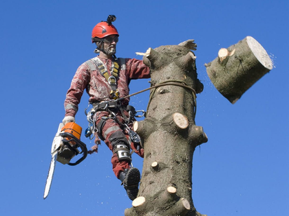 Arborist in safety gear trimming a tree branch with a chainsaw against a blue sky