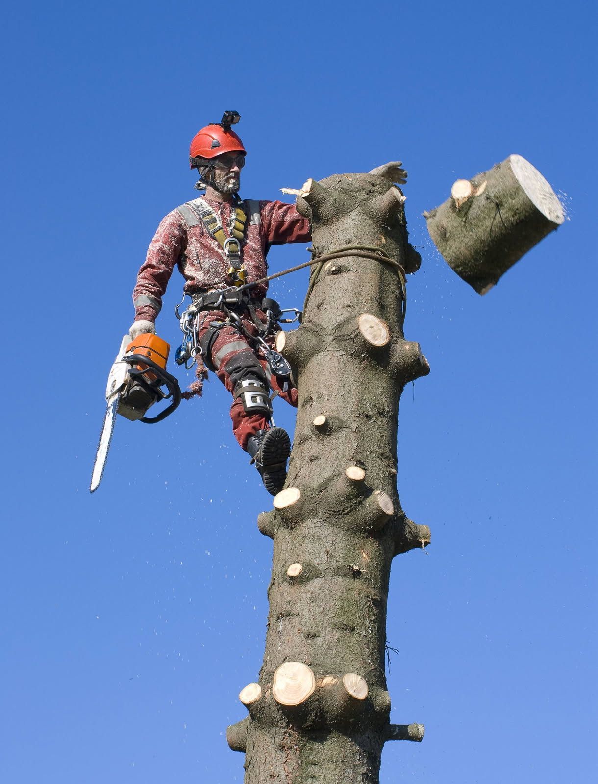 Arborist in safety gear on a cut tree trunk, using a chainsaw against a blue sky.