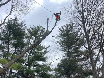 Tree trimmer in orange gear working high on a curved pine branch against a cloudy sky