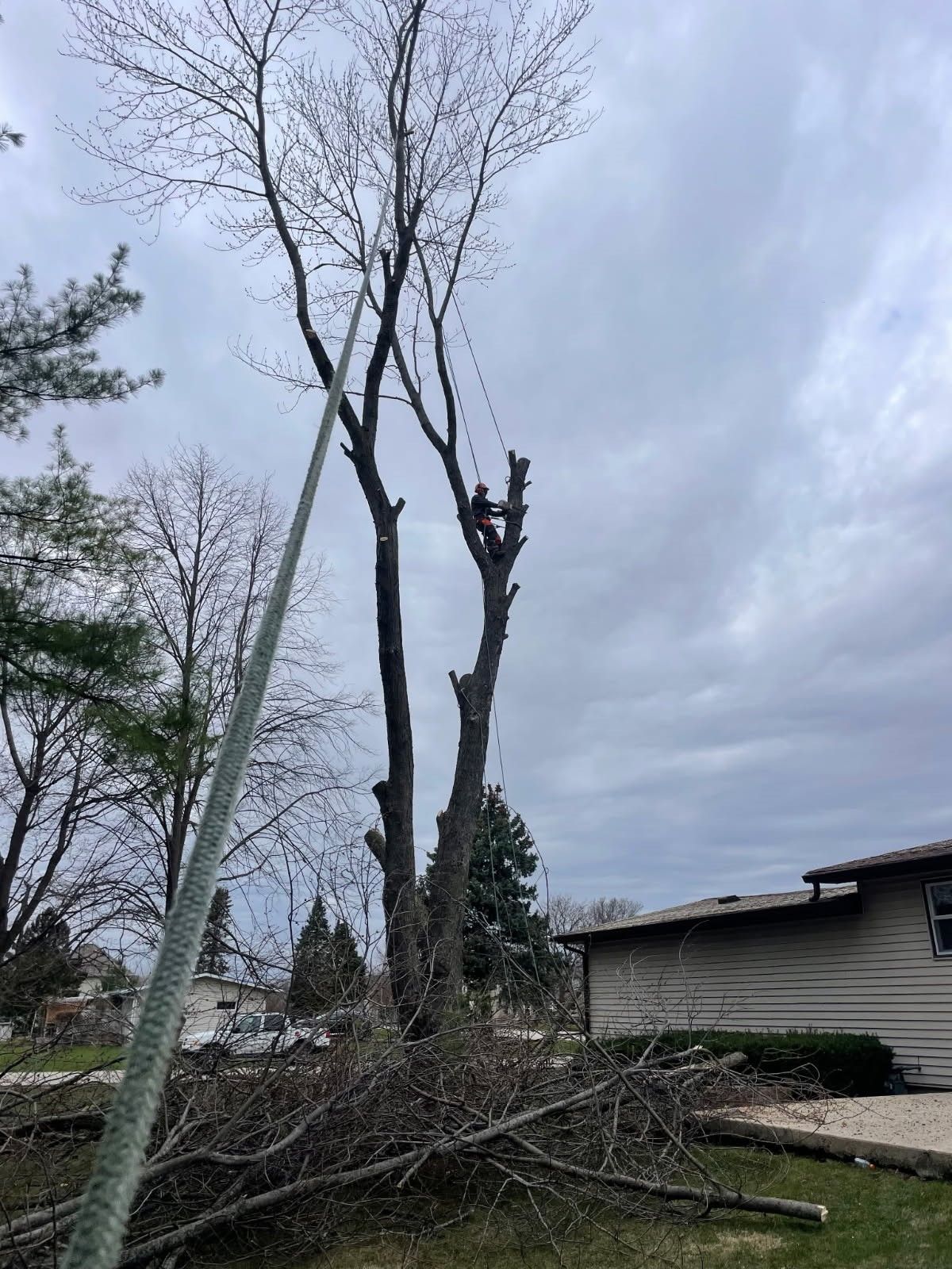 Leafless tree split by storm damage beside a house under a cloudy sky