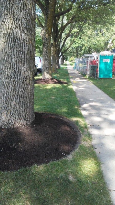 Tree-lined sidewalk beside a grassy verge and a portable restroom on the right