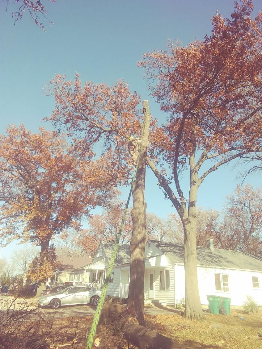 Tall autumn trees with red leaves beside a white house under a clear blue sky.