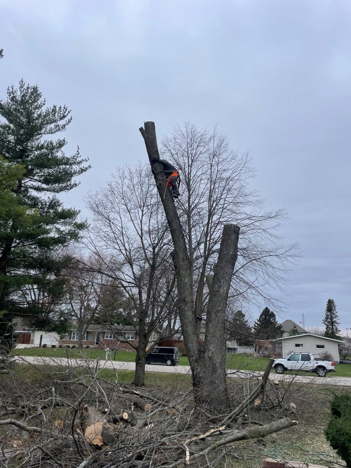 Tree trimming in a yard, with a worker in a lift cutting a tall tree limb.