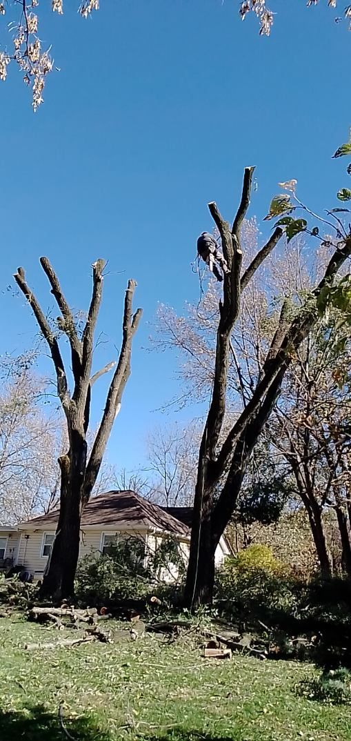 Pruned trees in a grassy yard beside a small house under a blue sky