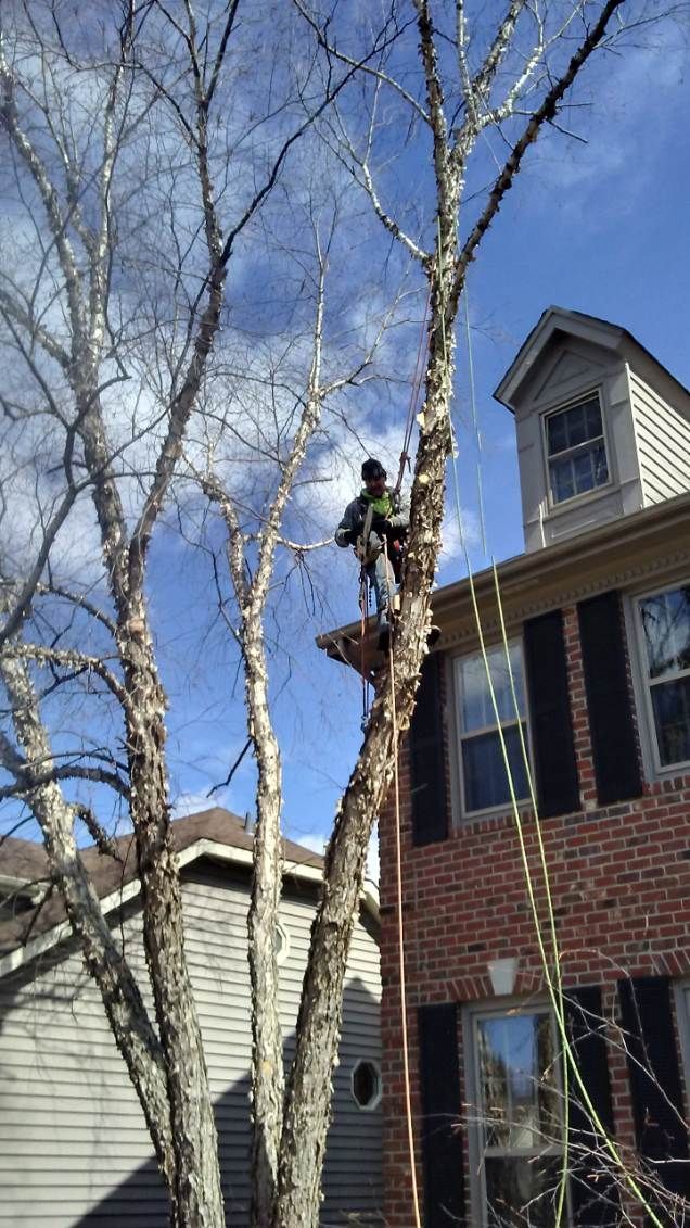 Tree worker climbing a tall leafless tree beside a brick house on a clear day