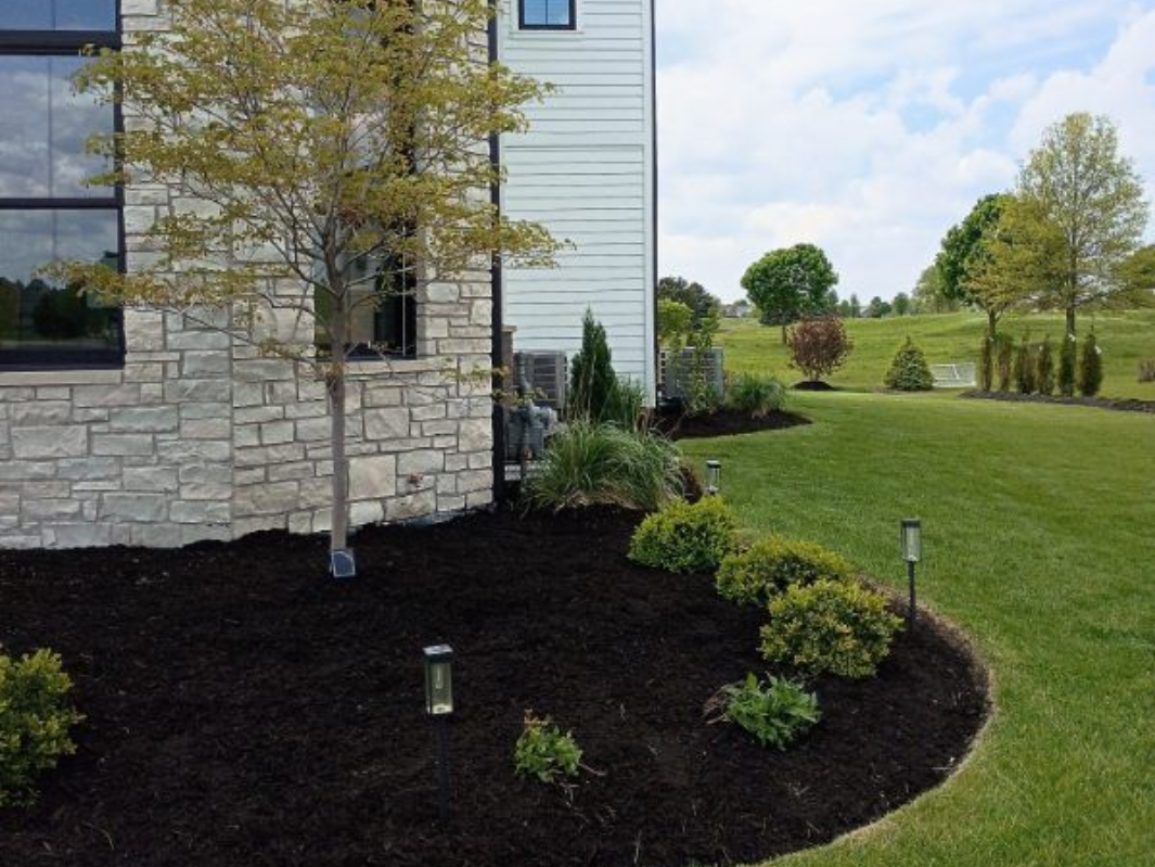 Landscaped yard with curved mulch bed, small shrubs, and a tree beside a house on a grassy lawn.