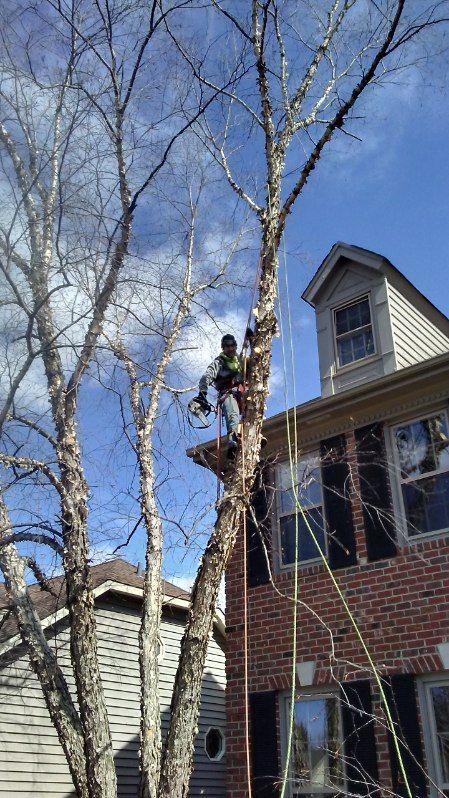 Workers trimming a tall tree beside a brick house under a clear blue sky