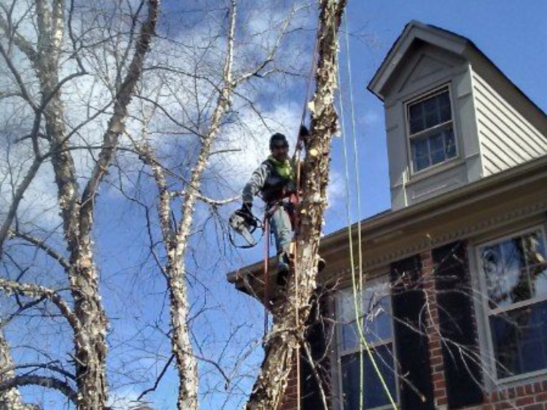 Tree worker in a bucket lift trimming branches beside a house on a clear day