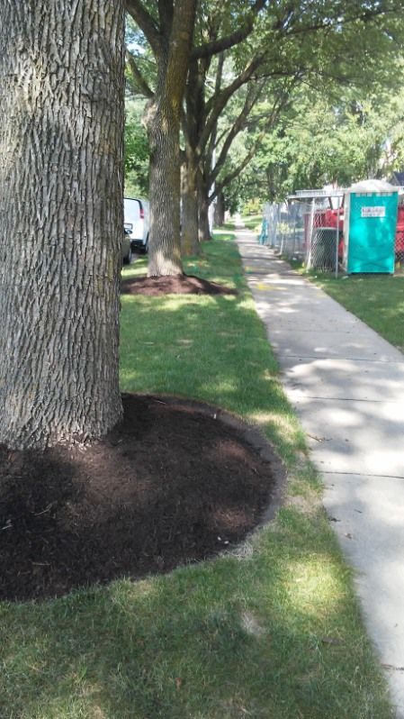 Tree-lined sidewalk with grass strip, parked vehicle, and portable toilets along the right side.