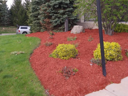 Landscaped yard with red mulch, yellow shrubs, pine trees, and a white SUV in the background