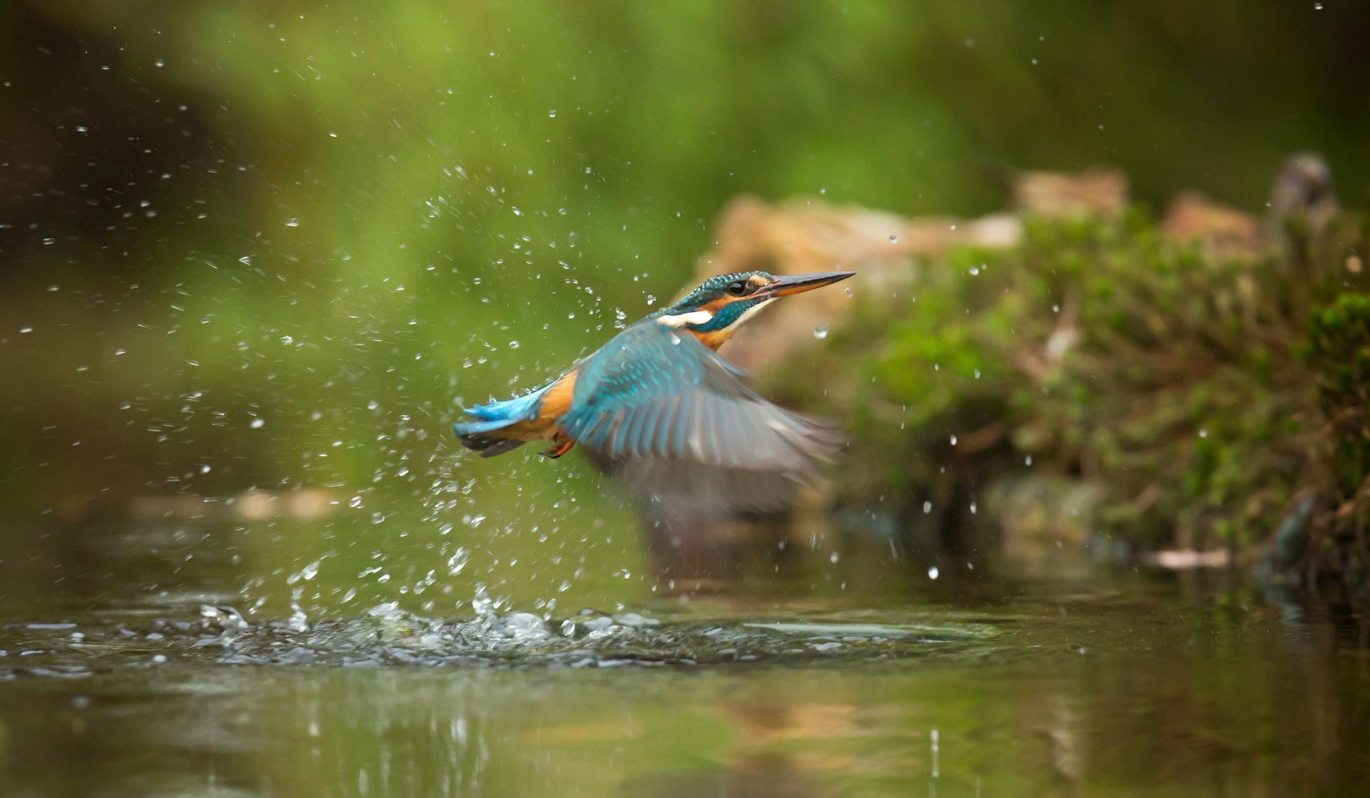 A bird is flying over a body of water.