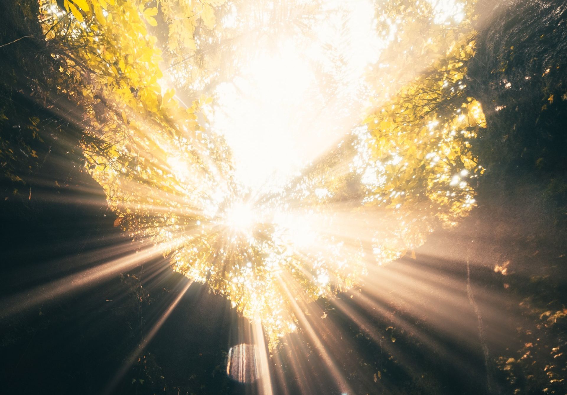 The sun is shining through the trees in a dark forest. The journey of Bright Light.
