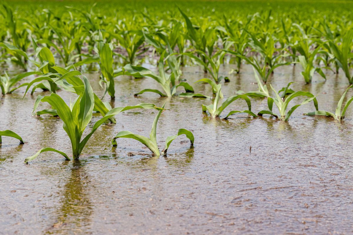 Klimata pārmaiņas – lauksaimnieku ikdiena nākotnē?