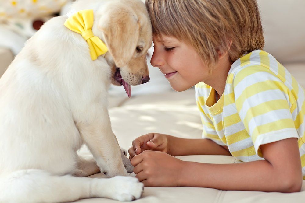 A little boy is playing with a puppy on a couch.