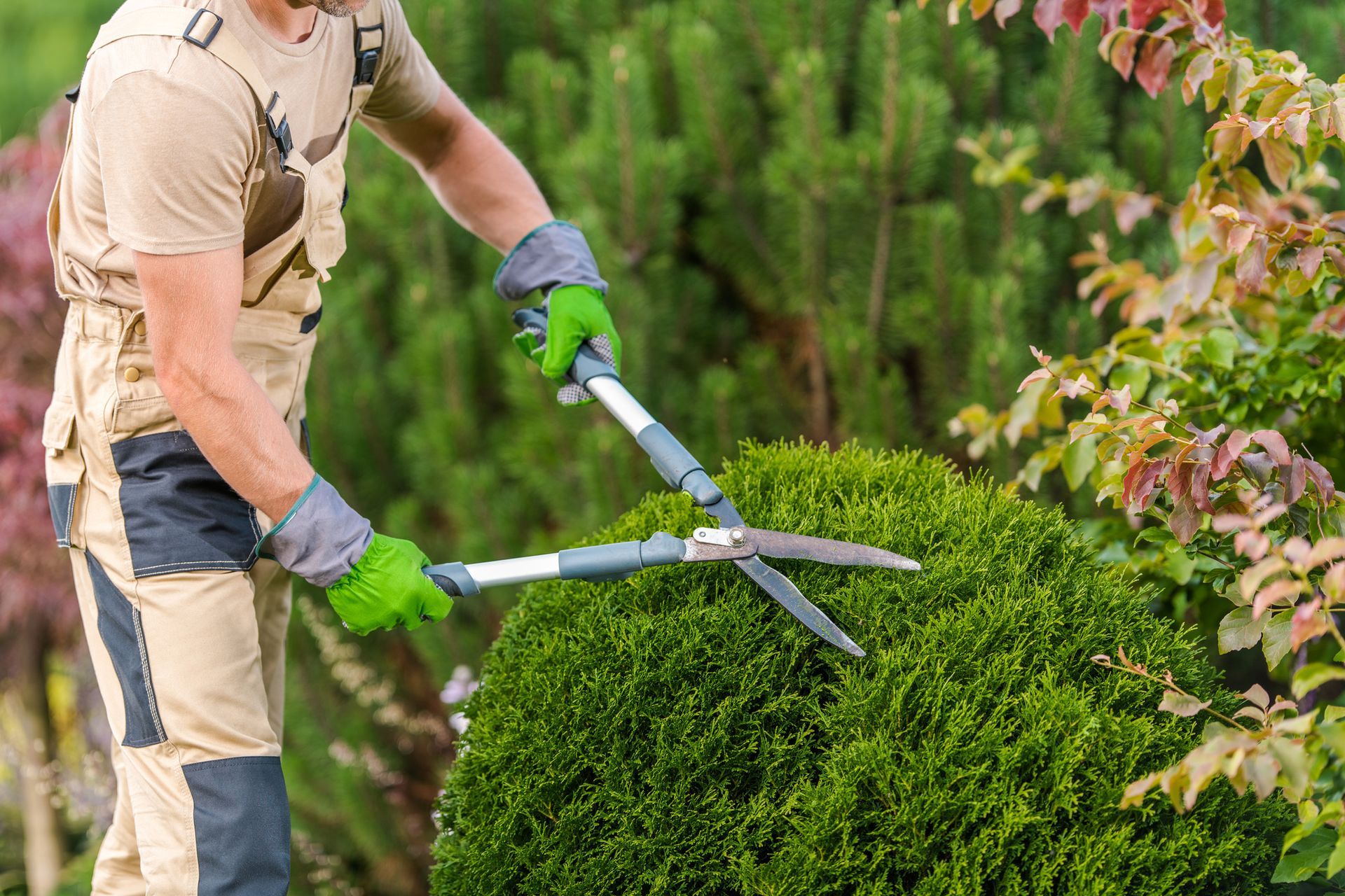 Close-up of a landscaper trimming shrubs in a residential landscape for polished curb appeal.