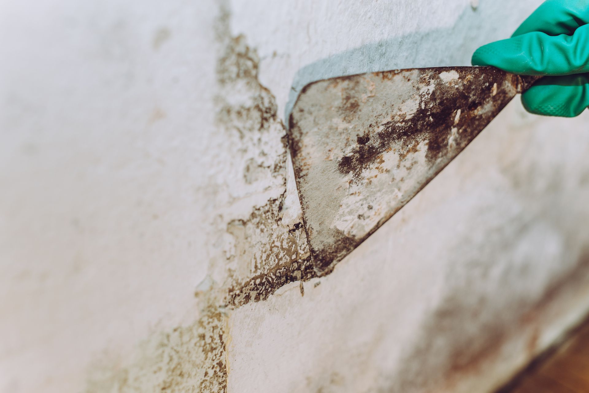 A woman scraping mould from her wall with a spatula during a home cleaning process.