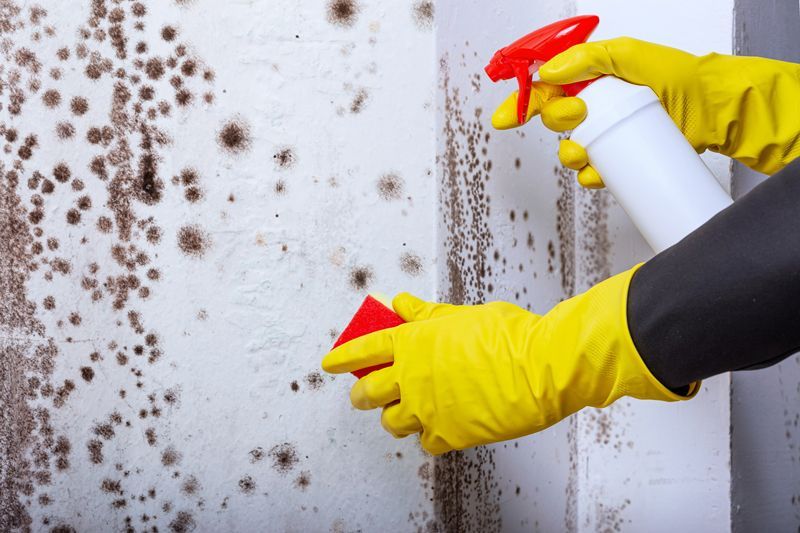 Removing harmful mould and bacteria with a sprayer during wall cleaning. Removing harmful mould and bacteria with a sprayer during wall cleaning.