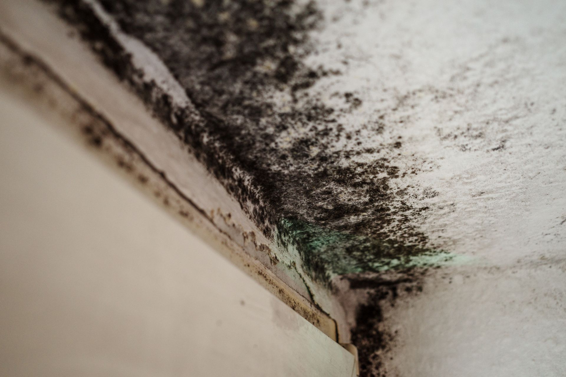 A close-up of black and green mould patches growing on a ceiling corner, showing water damage signs. A close-up of black and green mould patches growing on a ceiling corner, showing water damage signs.