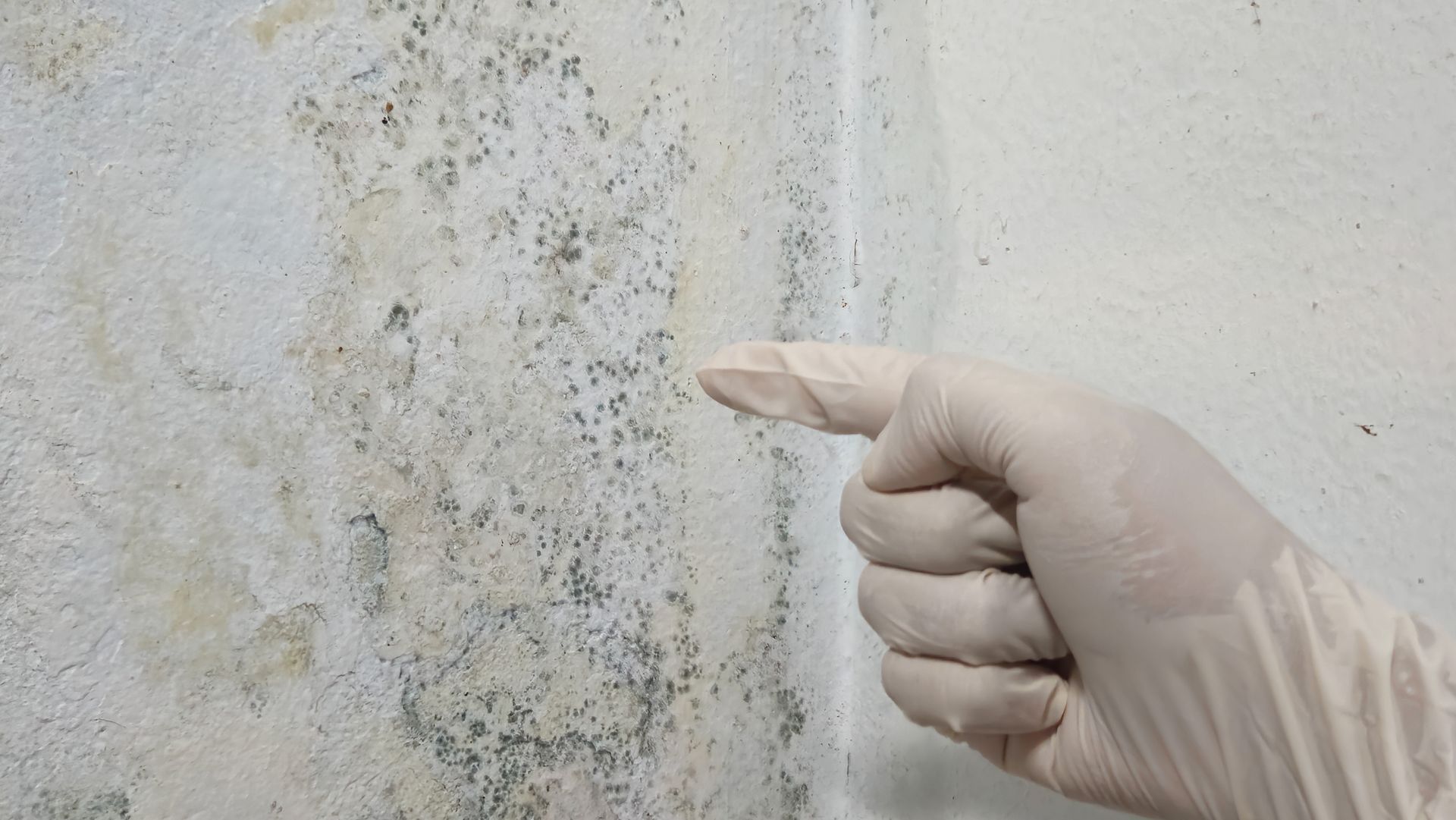 A white-gloved hand applies cleaning black mould on the wall. A white-gloved hand applies cleaning black mould on the wall.