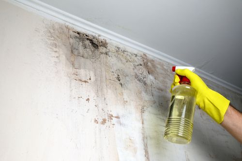 A worker is removing mould from the wall by spraying chemicals. A worker is removing mould from the wall by spraying chemicals.