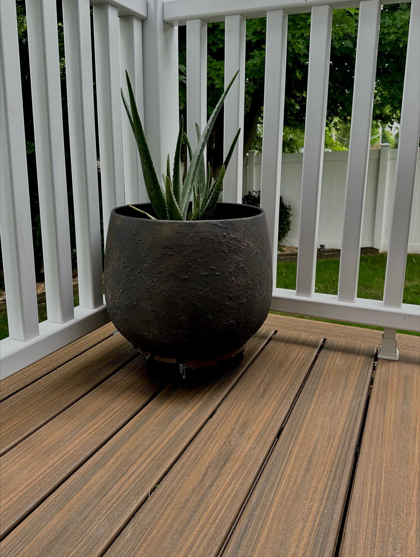 Aloe vera plant in a textured dark pot on a wooden deck next to white railing.