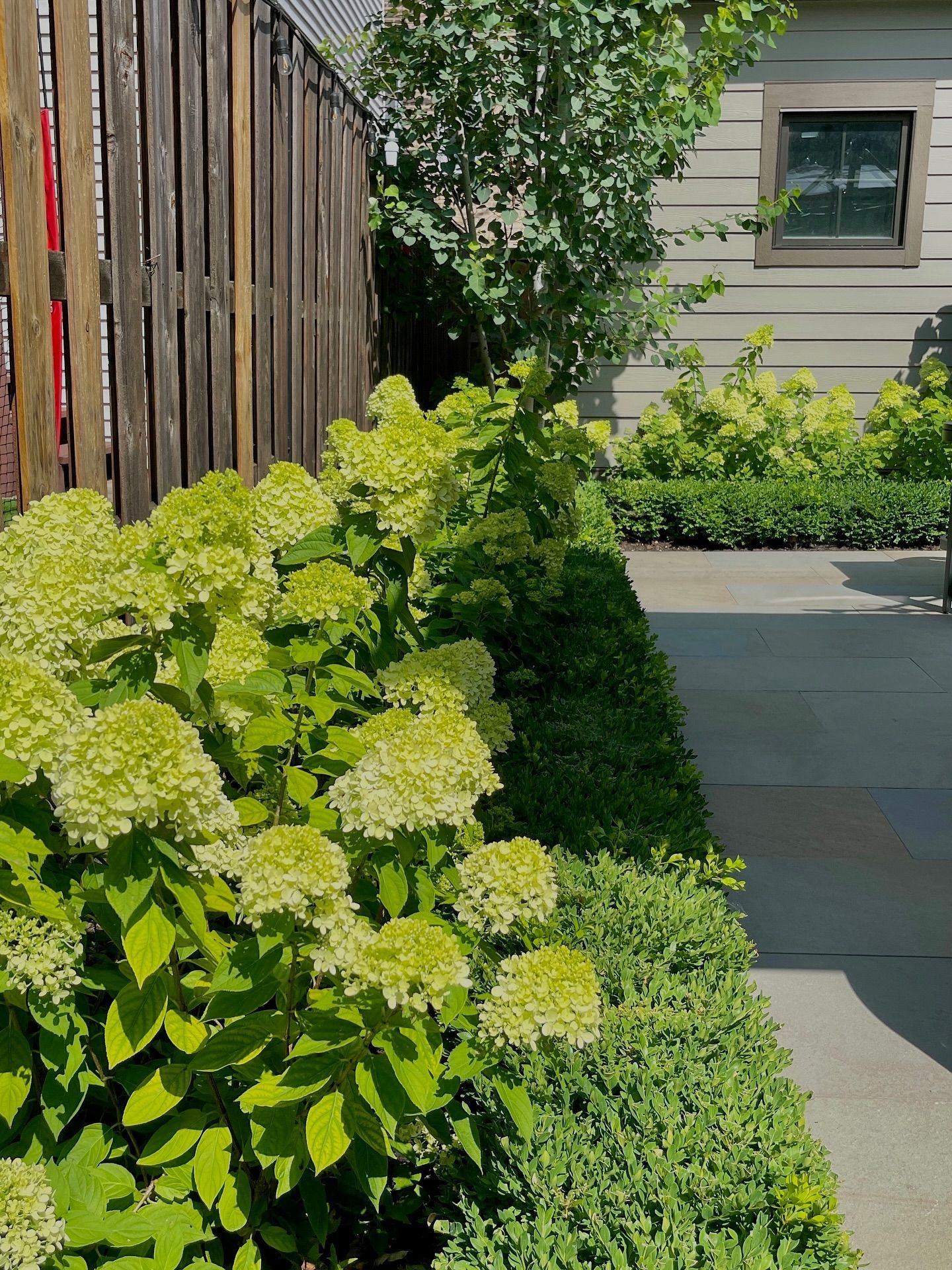 Lush green hydrangea blooms along a sidewalk beside a wooden fence and a light-colored building.