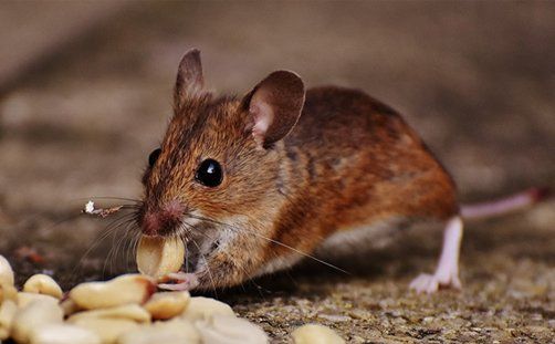 Rat Eating Peanut — Scottsdale, AZ — Northstar Cleaning & Property Services