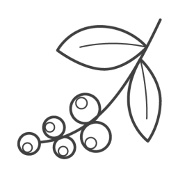 A black and white drawing of a branch with berries and leaves.