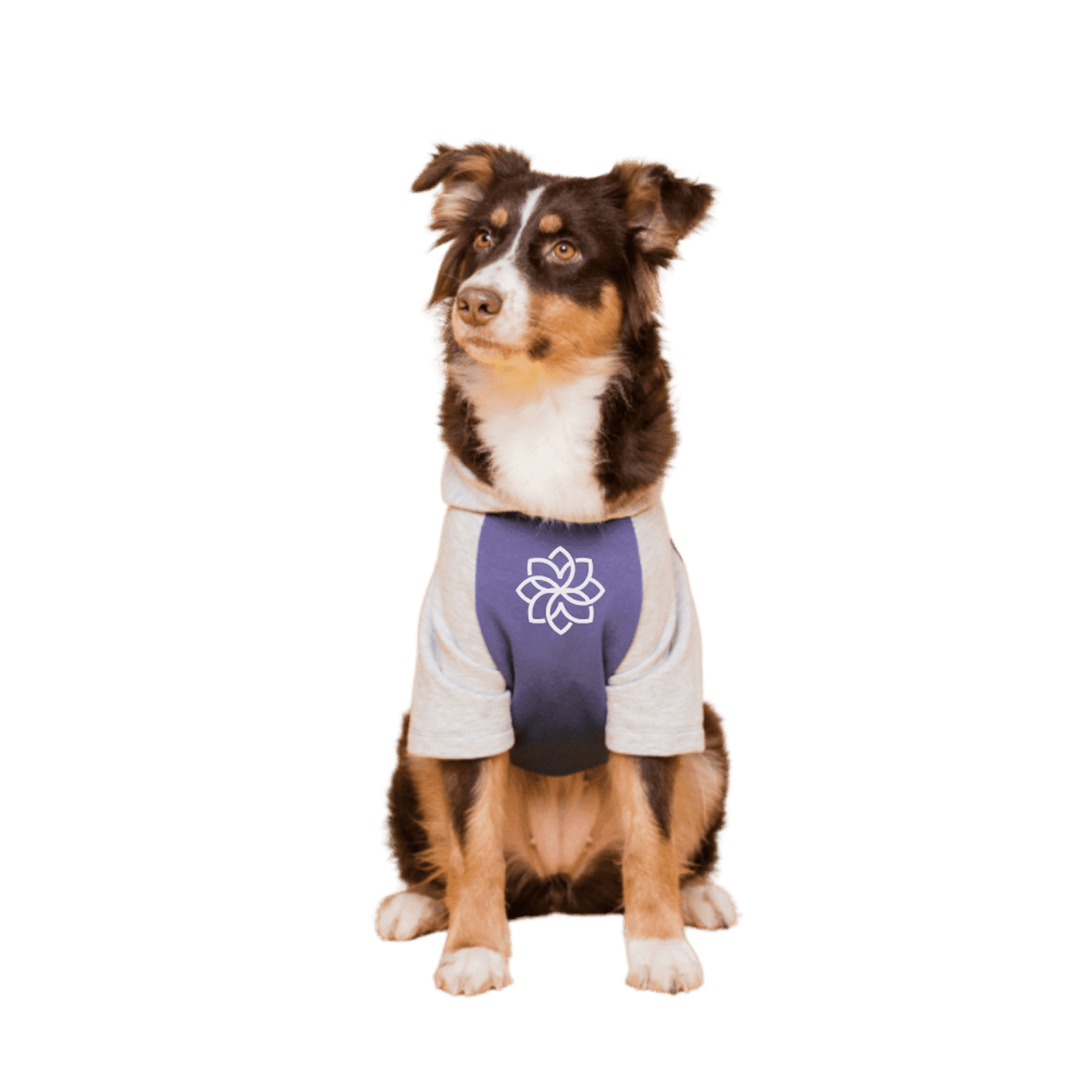 Dog wearing a grey and purple shirt, sitting and looking to the side.