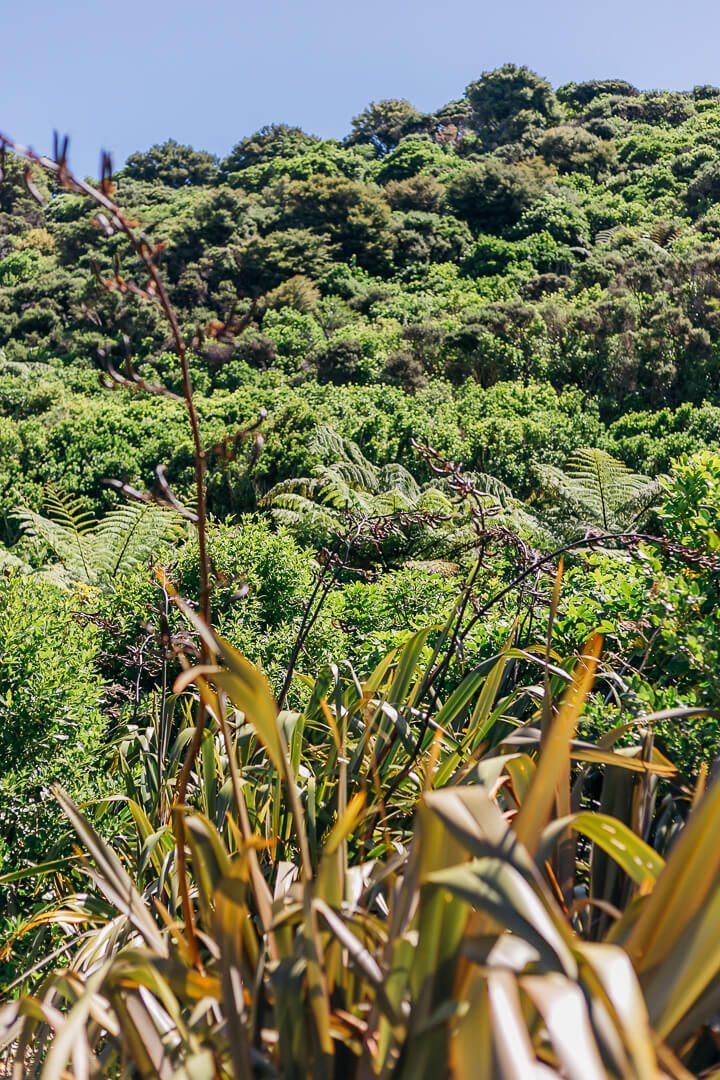 The ultimate Marlborough Sounds experience. Indian Summer charter offers the whole package with the hire of our luxury vessel and private accommodation in our exclusive bay.
