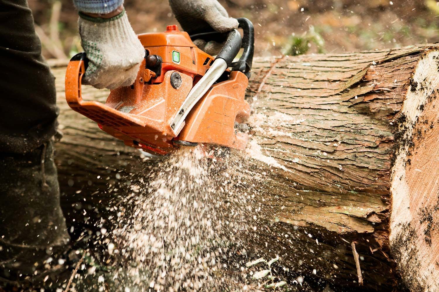 Worker cutting a fallen tree