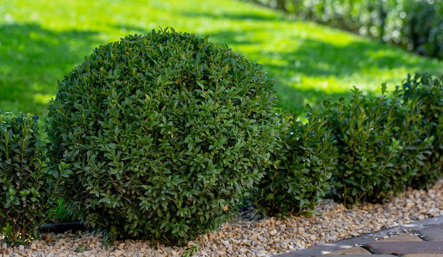 Rounded bushes in a garden