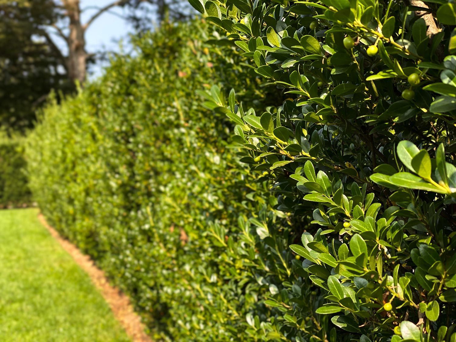 Green hedge with bright green leaves