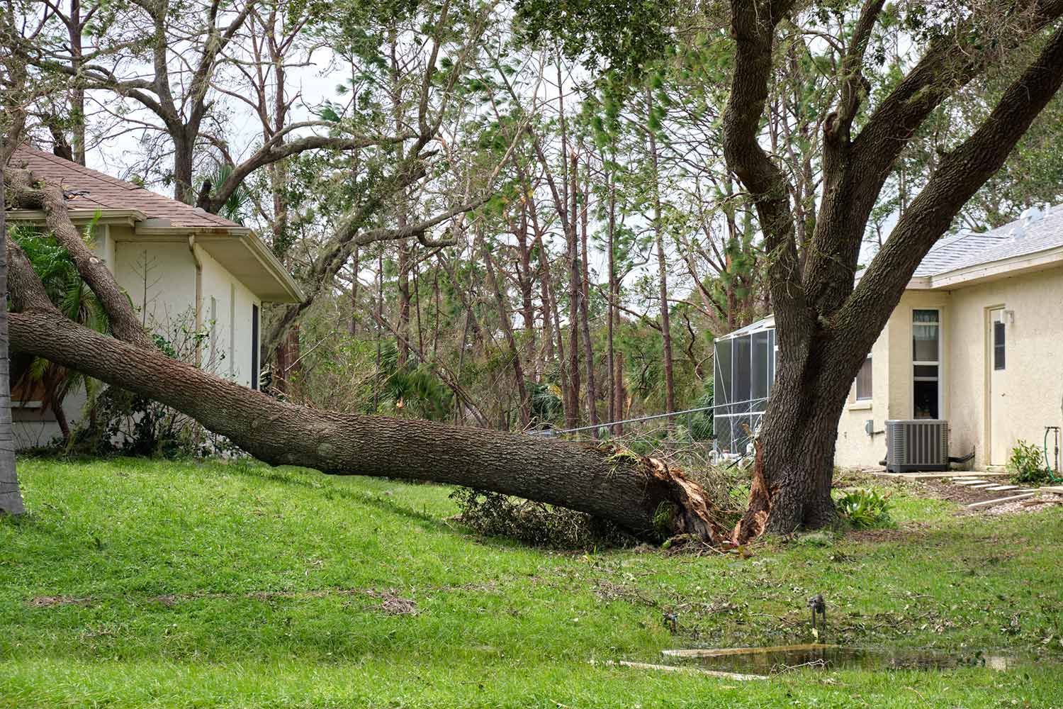 Fallen  tree in a residential area