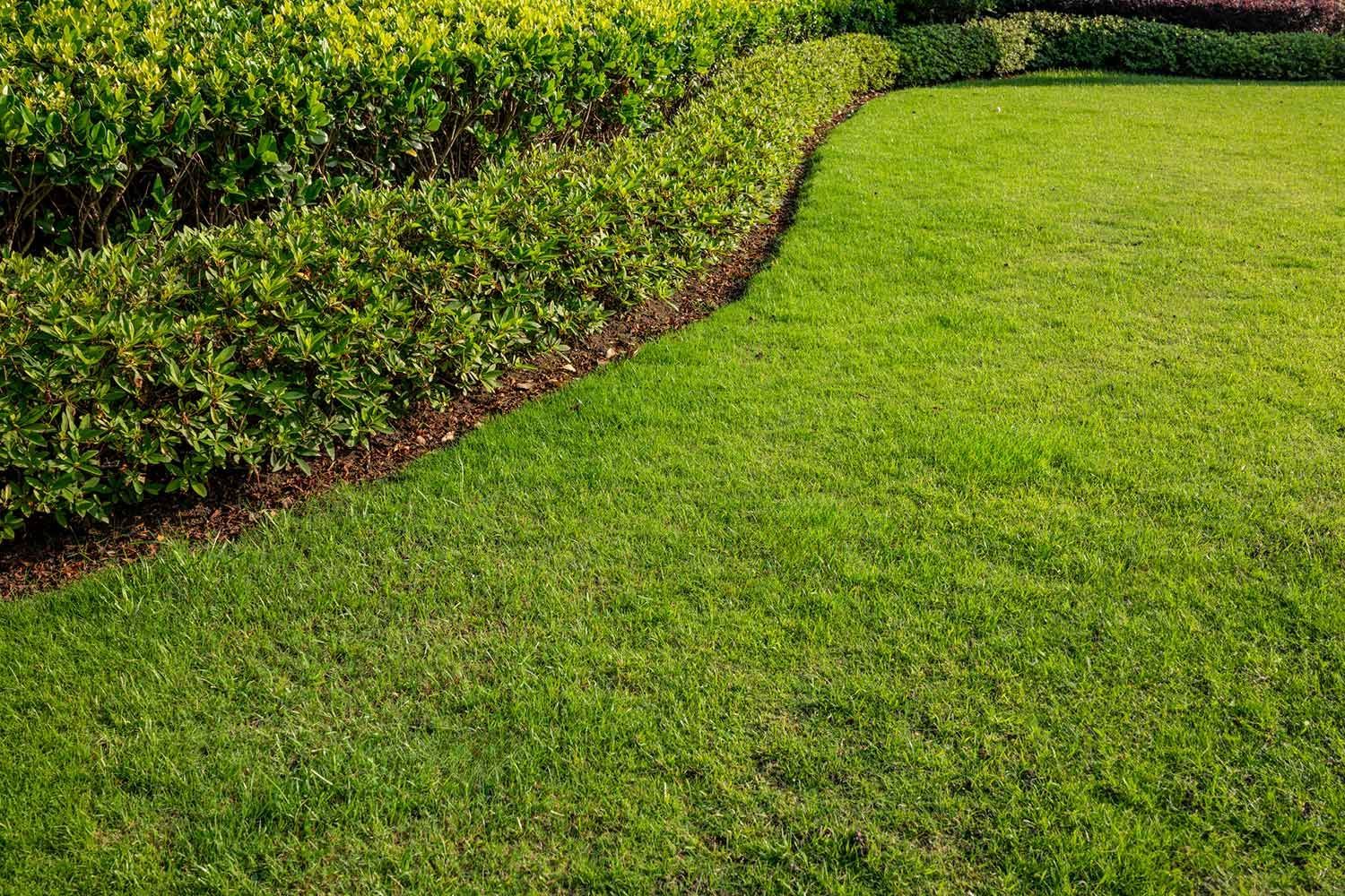 Green lawn borders a curved hedge