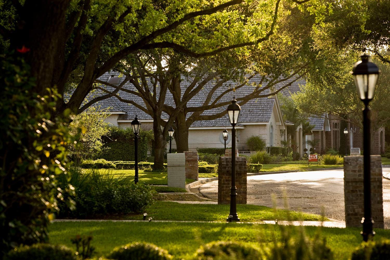Tall trees in a residential street