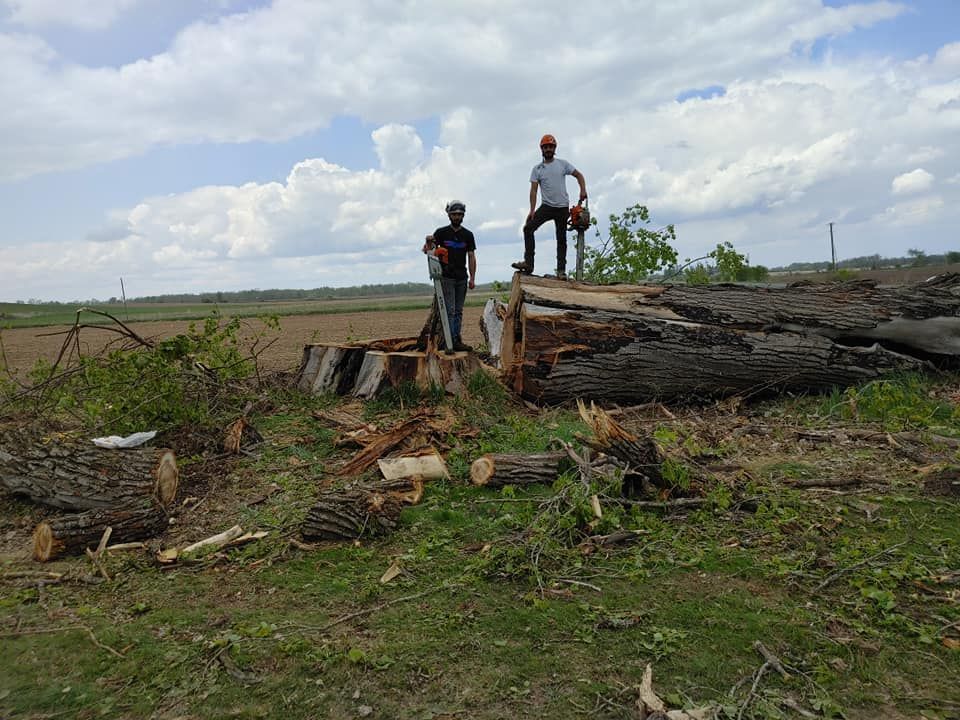 Two people with a chainsaw stand on a large felled tree in a field under a cloudy sky.