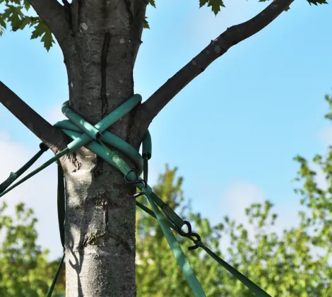 Tree trunk with a branch braced by green straps and tubing, against a blue sky.