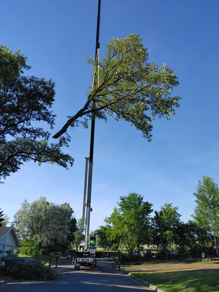 Crane lifting a large tree branch; blue sky, other trees, and a truck visible.