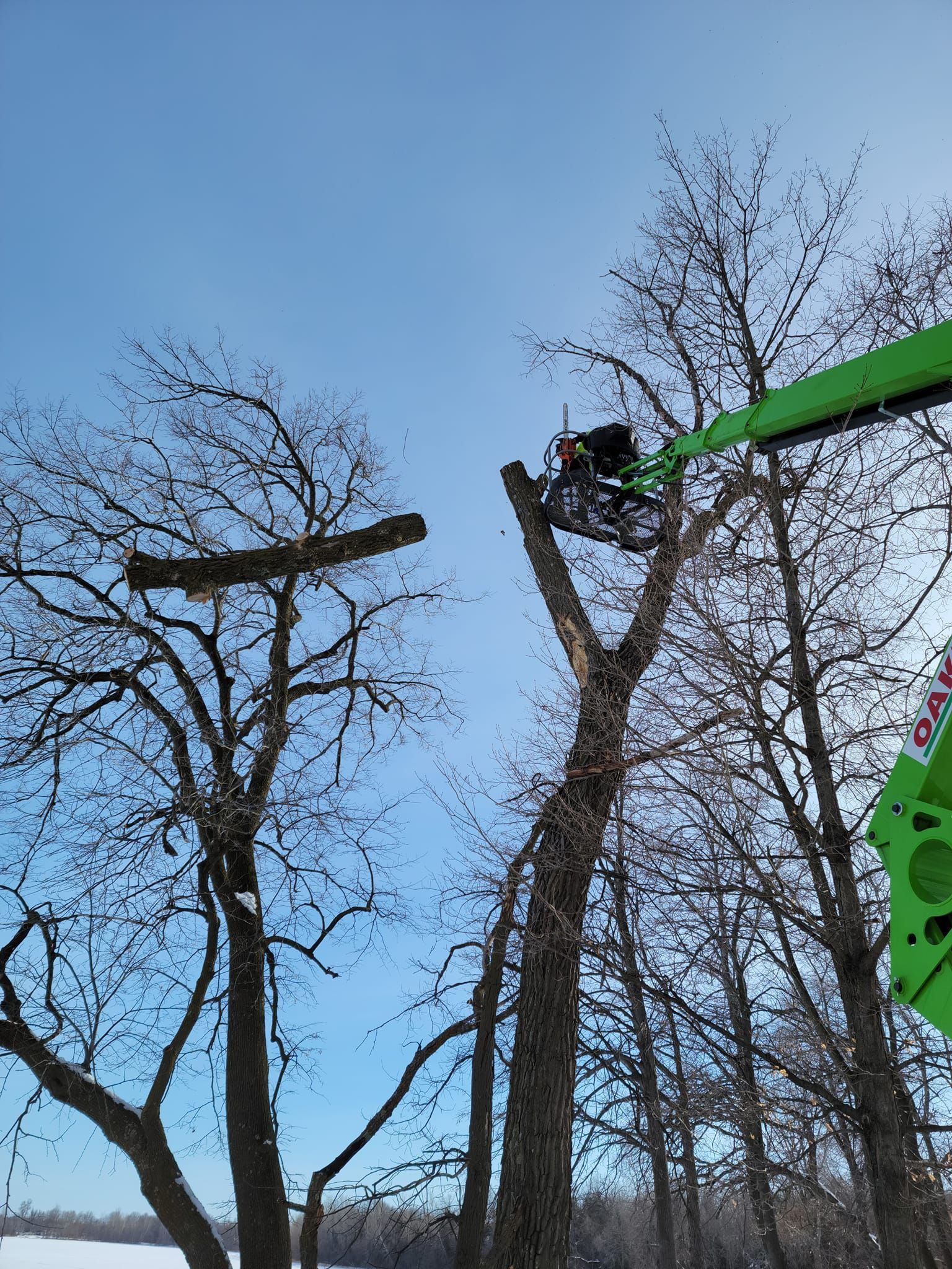 Tree trimming: Arborist in lift cutting branches from a tall bare tree against a blue sky.