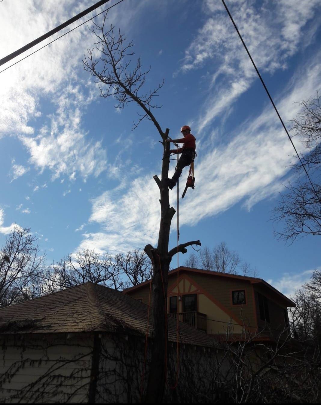 Arborist in orange climbing gear trims tree branches near a house under a blue sky.