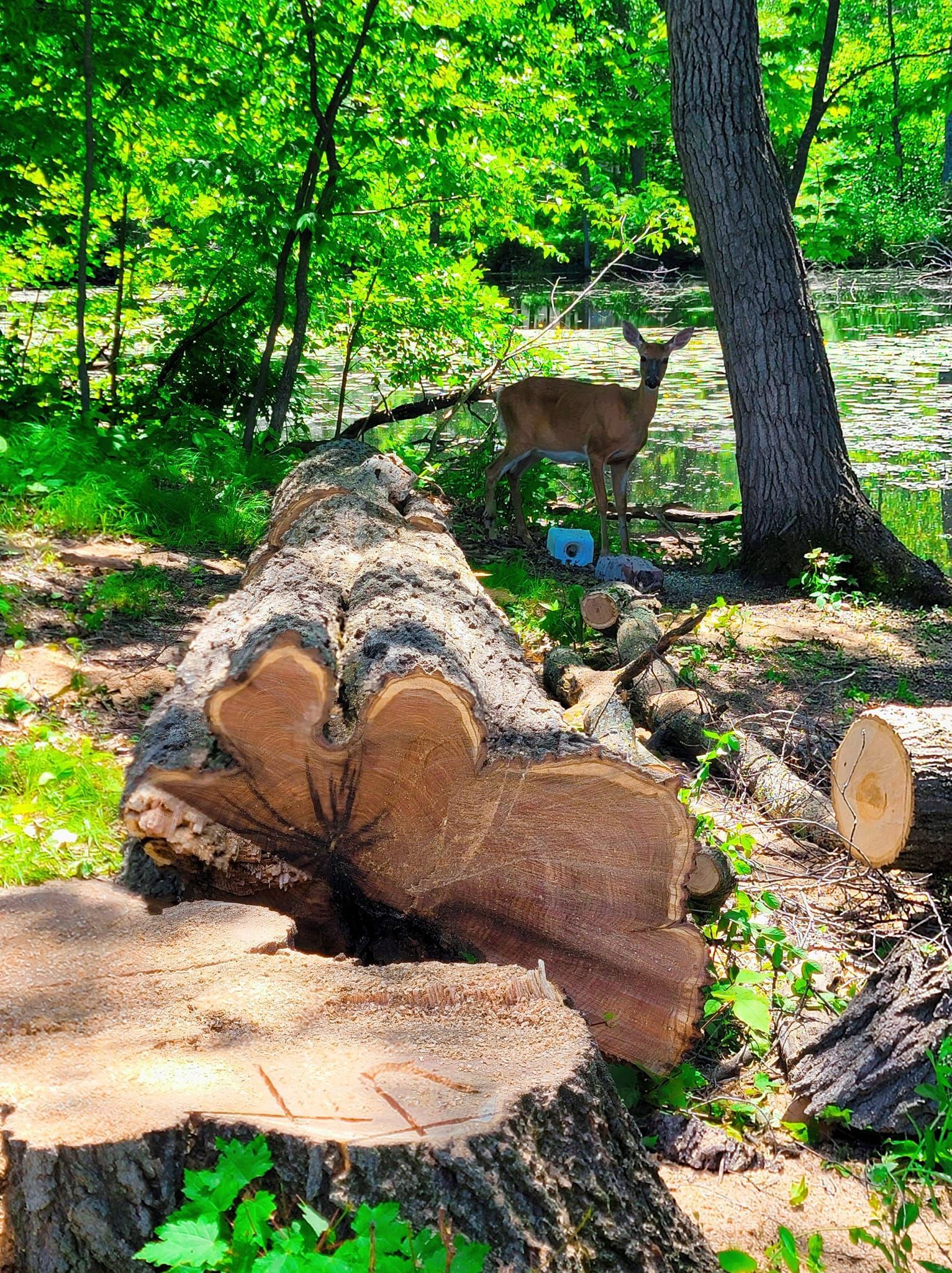 Log pile in a forest with a deer near a body of water.