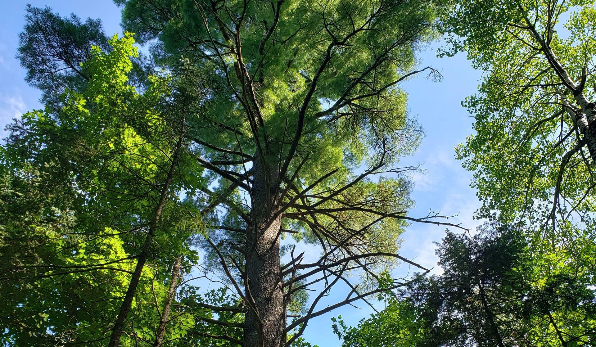 Looking up at tall trees with green leaves against a blue sky.