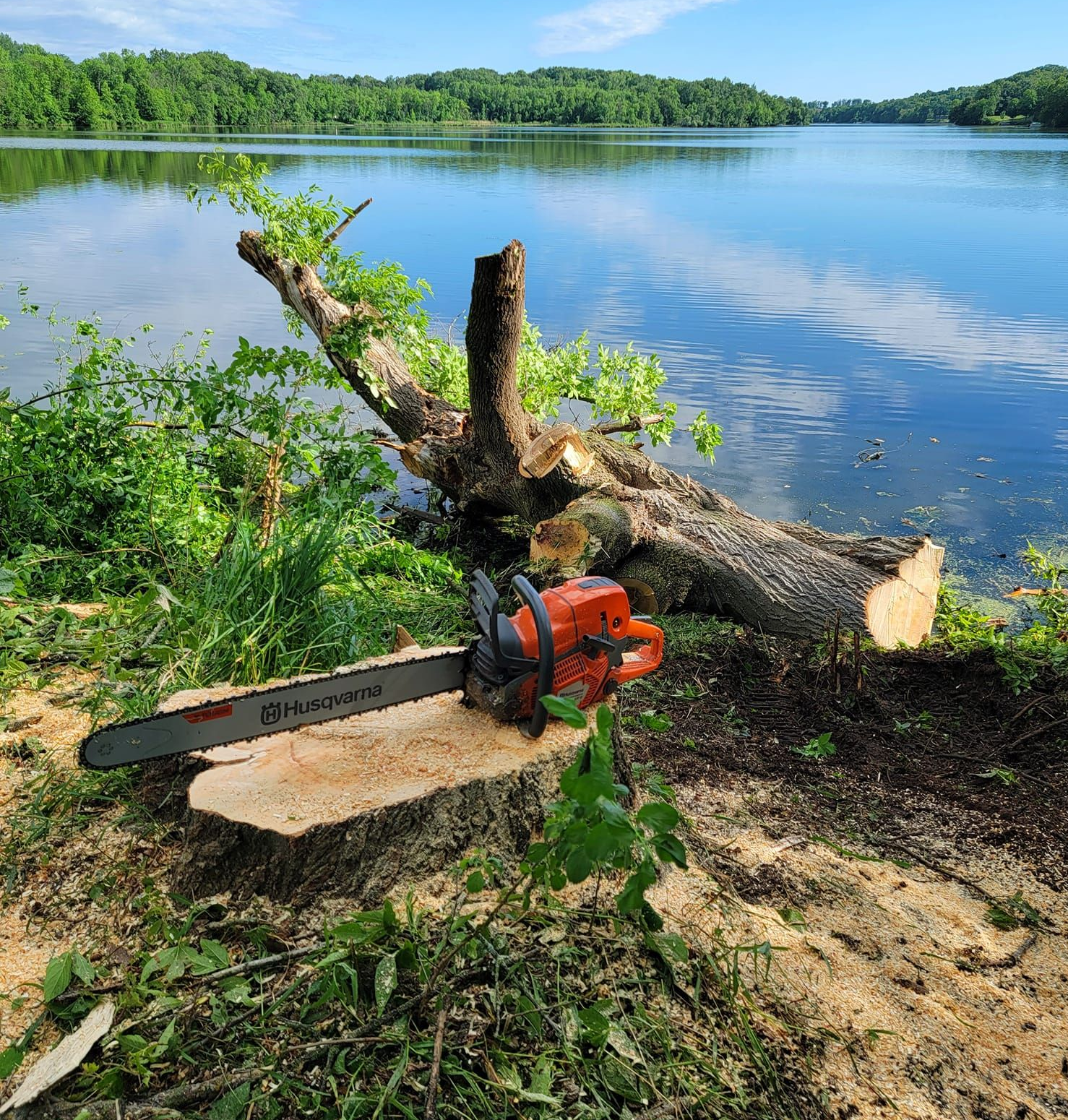 Chainsaw on a tree stump, with a felled tree limb by a lake. Sunny day.