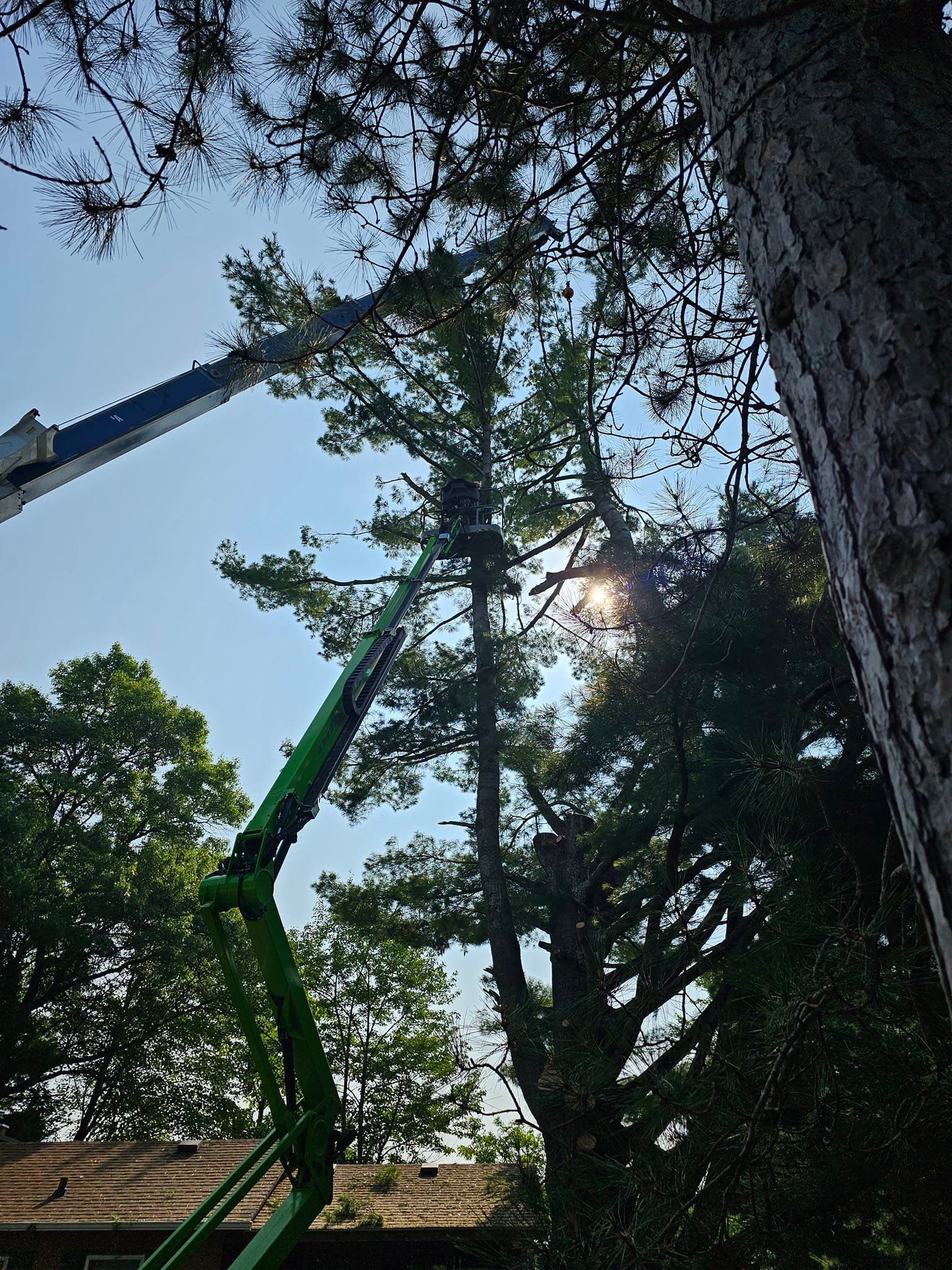A green lift truck trimming a tall tree under a bright sky.